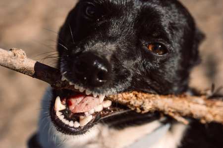 A black dog excitedly holds a stick in its mouth, ready to play and have fun. A close-up shot of a black dog with a stick in its mouth, showcasing its teeth and tongue, with a blurred background.の写真素材