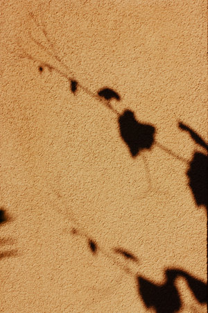 Shadows of leaves dance across a textured yellow wall in the sunlight. An abstract view of shadows...