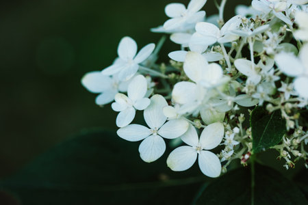 White small delicate flowers, inflorescences Hydrangea paniculata Goliath on dark background in...
