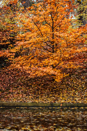 Autumn colors reflect in the tranquil water, a beautiful display of nature's artistry. A vibrant...