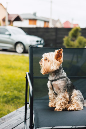 A cute Yorkshire Terrier enjoys sitting on a stylish black chair in the backyard. A Yorkshire Terrier sits on a black chair outdoors, showcasing its fur in the backyard. A cute and funny shaggy lapdogの写真素材