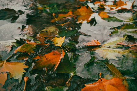 Vibrant autumn leaves create a colorful spectacle as they float serenely on the water's surface. Colorful autumn leaves floating on the surface of water, creating a serene and natural scene.の写真素材