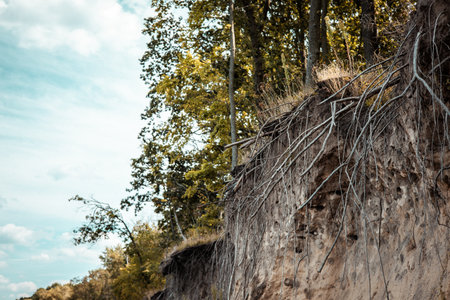 Dramatic cliffside scene showing exposed roots, lush trees, and a blue sky. The photograph depicts a picturesque scene of a cliffside with trees and visible roots, set against a cloudy sky.の写真素材