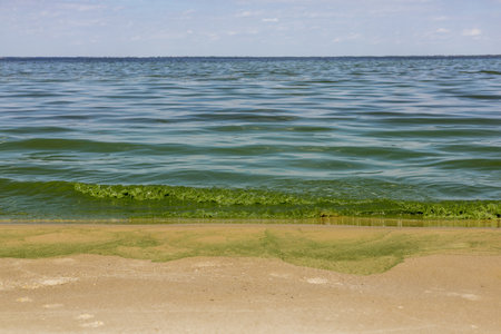 A beach scene with an algae bloom creating a stark contrast in the water The image depicts a serene waterscape featuring an algae bloom in the water, touching a sandy beach under a soft, cloudy sky.の写真素材