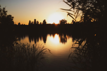 The golden sunset paints the sky and lake with warm colors, creating a peaceful scene. A serene sunset over a calm pond or river, with silhouettes of trees and reeds adding to the tranquil atmosphere.の写真素材