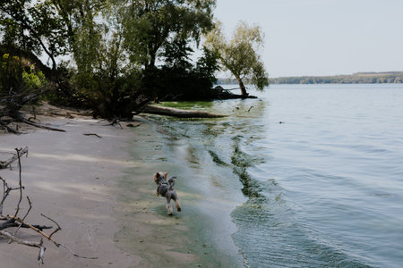 A playful doggy sprints along a sandy beach towards the lake water on a sunny day. A small dog Yorkshire terrier runs on the river shore, a beautiful lakeside scene under a bright sky with trees.の写真素材