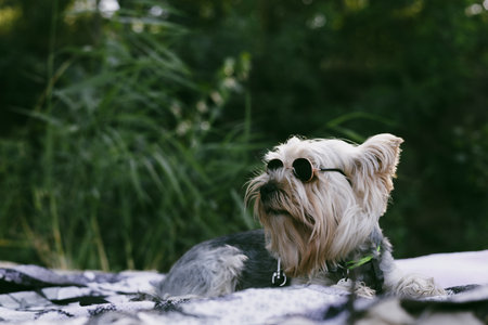 Stylish Yorkshire Terrier wearing sunglasses outdoors. Cute small dog with long silky hair, confident look, and charming pose. Perfect pet portrait with summer vibes.の写真素材