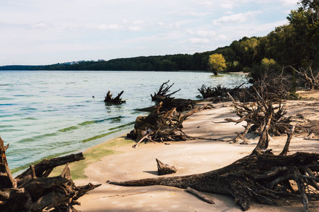 Driftwood scattered along a sandy beach, beside a calm lake under a blue sky. A serene lakeside scene drift featureswood scattered across the sandy shore, with lush green forest in the background.の写真素材