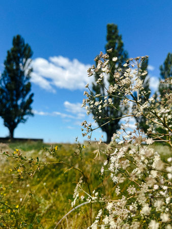 Field of wildflowers under a bright blue sky in summer day. A beautiful sunny day shows off wildflowers with tall trees and a bright blue sky, enhancing the peaceful nature scene. Summertime blooms.の写真素材