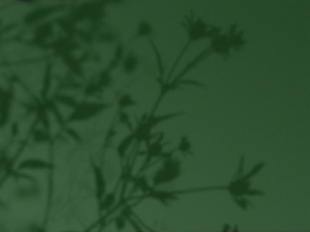 Floral shadow on a green background. A beautiful green image features a detailed pastel soft...
