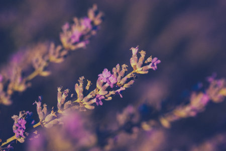 Lavender flowers in soft focus. Close-up shot of lavender flower on a twig in full bloom with a blurred background, evoking a sense of tranquility and natural beauty. Purple summer flowers on meadow.の写真素材