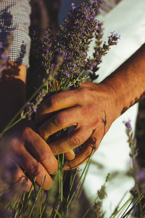 Male hand gently touching lavender flowers in a field. A close-up shot of a hand caressing purple lavender flowers in a sunlit field, evoking tranquility and natural beauty. A farmer picks flowers.の写真素材