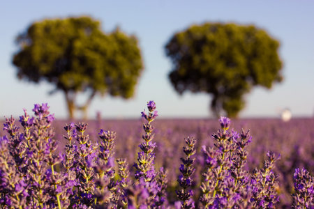 Lavender field with trees under a clear blue sky. A beautiful landscape features a vibrant lavender field, with soft trees in the background, all bathed in a warm, natural light. Summertime Provence.の写真素材