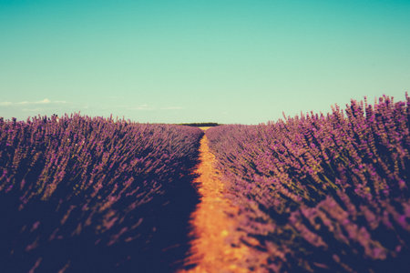 A path in lavender field in Provence, France, under a clear blue sky. Rows of lavender flowers stretch towards the horizon, with a path inviting the viewer to explore this picturesque scene. No peopleの写真素材