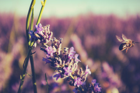 Bee flying near lavender flowers on summer meadow. A close-up shot of purple lavender blooms in a field with a bee flying near them. The background is blurred. Natural scene. Provence, France.の写真素材
