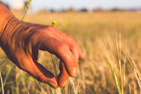 Male hand touching wheat in a field. A close-up of a human hand gently caressing wheat stalks in a golden field, capturing a serene moment. A farmer cultivation and harvests. Agricultural industry.の写真素材