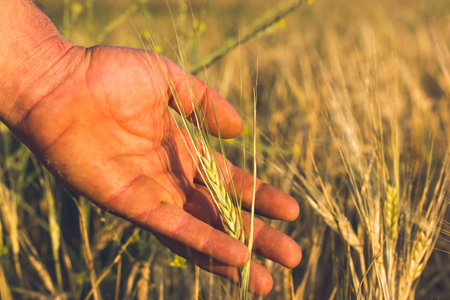 Male hand touching wheat in a field. A close-up of a human hand gently caressing wheat stalks in a...