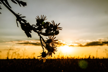 Contrast silhouette of wildflowers at sunset. A beautiful silhouetted wildflower against a vibrant sunset, with the sun setting over a field in warm golden sunlight. Abstract floral landscape.の写真素材
