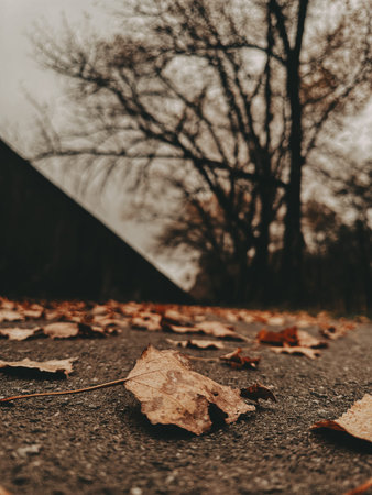 Autumn leaves on the ground. A close-up shot of fallen autumn leaves scattered across a textured...