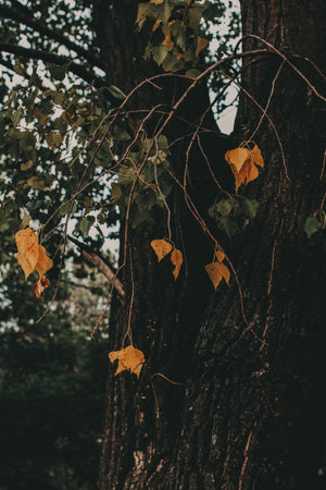 Autumn leaves on tree. Close-up shot of autumn leaves hanging from a tree branch, with a blurred...