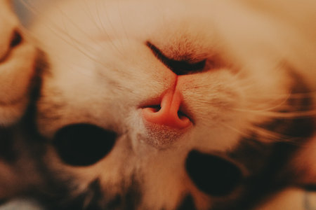 A cute cat is lying on its back on a bed, looking directly at the camera with a playful expression....