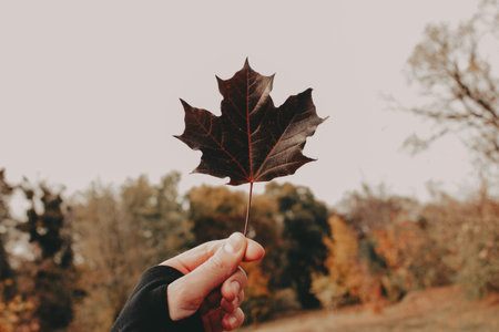 Hand holding a dark maple leaf on blurred autumn background. Minimalist fall concept with warm...