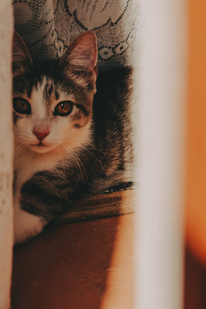 Cute gray and white kitten hiding behind curtains, peeking out with curious eyes. Adorable domestic...