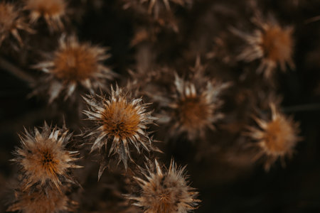 Dried thistle flowers in autumn, showcasing their intricate details and textures against a blurred background, evoking a sense of autumn. Moody natural backdrop. Dry wildflowers wallpaper.の写真素材