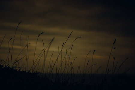 Silhouette of tall grass against a moody, golden-toned sky. Grass blades is set against a dusky sky,...