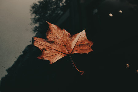 Autumn Leaf Floating on Water. A single, vibrant orange autumn leaf rests on a dark, reflective...