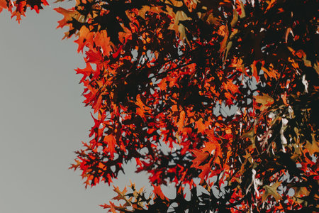 Close-up of autumn oak leaves with vibrant red and orange colors against clear sky â€“ seasonal...