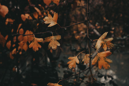 Autumn leaves on a branch with water droplets. Close-up of autumn leaves on a branch, with water...