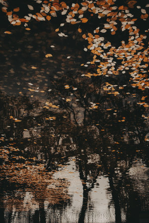 Autumn leaves floating on dark water surface with bare tree reflection. Serene moody nature scene...