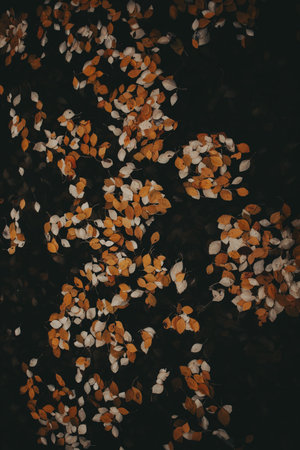 Autumn leaves floating on dark water create a serene and moody atmosphere. A tranquil scene of autumnal foliage on a dark, reflective water surface, evoking a sense of peace and seasons changing.の写真素材