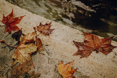 Autumn leaves resting on a stone surface near water. Close-up shot of vibrant autumn leaves...