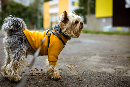 Cute Yorkshire Terrier in a yellow coat standing on the urban city street. A stylish Yorkie lapdog,...