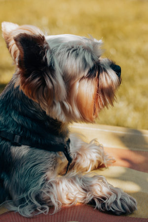 Yorkshire Terrier dog relaxing outdoors on summer day, lying on colorful blanket in green grass....