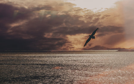 Seagull soaring over ocean at sunset under a dramatic sky. A lone seagull gracefully flies across the sea, silhouetted against a backdrop of a cloudy, fiery sunset. The water reflects the golden lightの写真素材