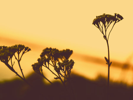 Silhouette of wildflowers against a golden sunset sky. The image captures the silhouettes of...