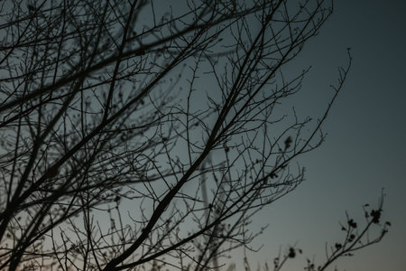 Silhouette of bare tree branches against a dusky sky. The image captures the stark silhouette of...