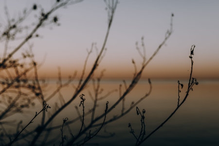 Silhouette of bare tree branches against a colorful sunset sky. A captivating view of tree branches...
