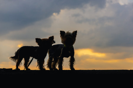 Silhouette of two Yorkshire Terriers against a sunset sky. Yorkies stand in silhouette against a...