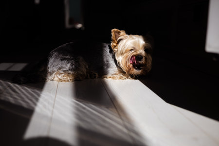 Yorkshire Terrier Licking Its Lips in Sunlight. A Yorkshire Terrier lies on a wooden floor, bathed in sunlight, with its tongue out. A dog in a dark room, creating a contrast between light and shadow.の写真素材