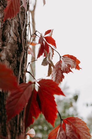 Close-up shot of vivid red autumn leaves against a tree trunk, with a blurred background of foliage and sky, creating a serene fall scene.の写真素材