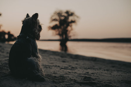 A lonely small dog gazing at the sunset sitting on a sandy beach. A Yorkshire terrier lapdog, puppy...