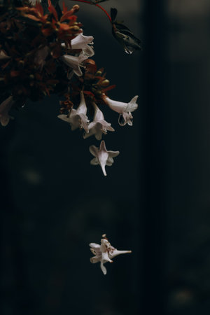Delicate white flowers with water droplets against a dark background. Wet petals with water...