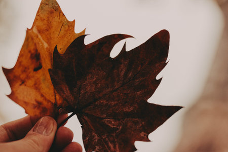 Autumn leaves held in hand against a blurred background. Close-up shot of a hand holding two colorful autumn leaves, showing their intricate textures and vibrant hues.の写真素材