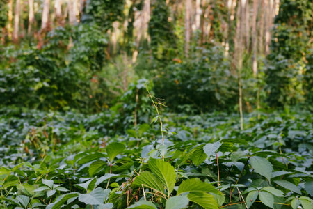 Lush green forest landscape with tall trees covered in climbing ivy and dense foliage. Natural woodland scenery perfect for backgrounds, ecology concepts, travel, mindfulness, and outdoor lifestyle.の写真素材