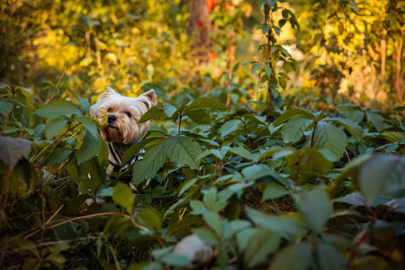 Cute Yorkshire Terrier dog among green leaves in the forest. Small pet exploring nature outdoors. Adorable little dog portrait perfect for pet lovers, lifestyle, animals, and natural backgrounds.の写真素材