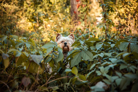 Cute Yorkshire Terrier dog among green leaves in the forest. Small pet exploring nature outdoors. Adorable little dog portrait perfect for pet lovers, lifestyle, animals, and natural backgrounds.の写真素材